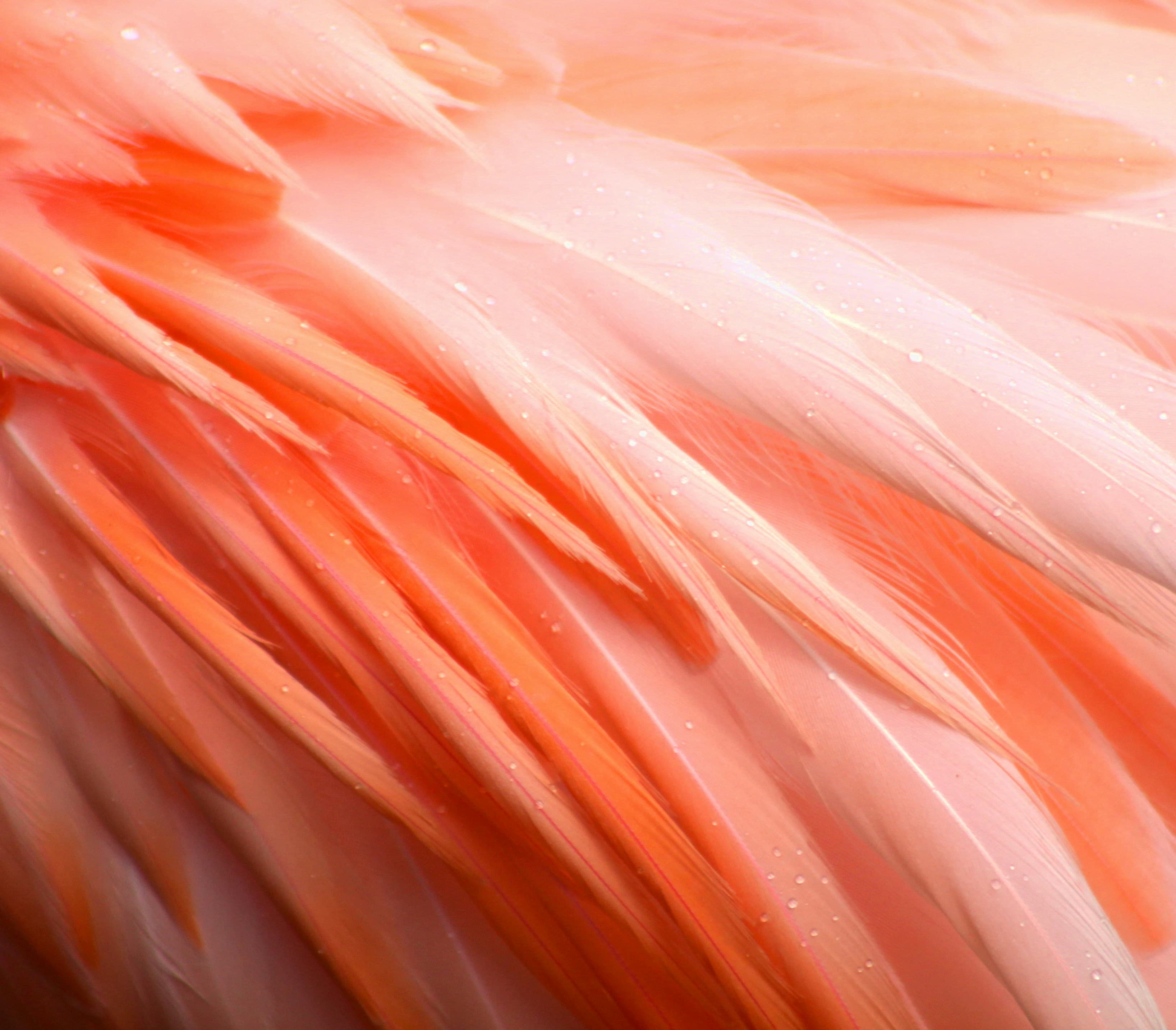 flamingo feathers